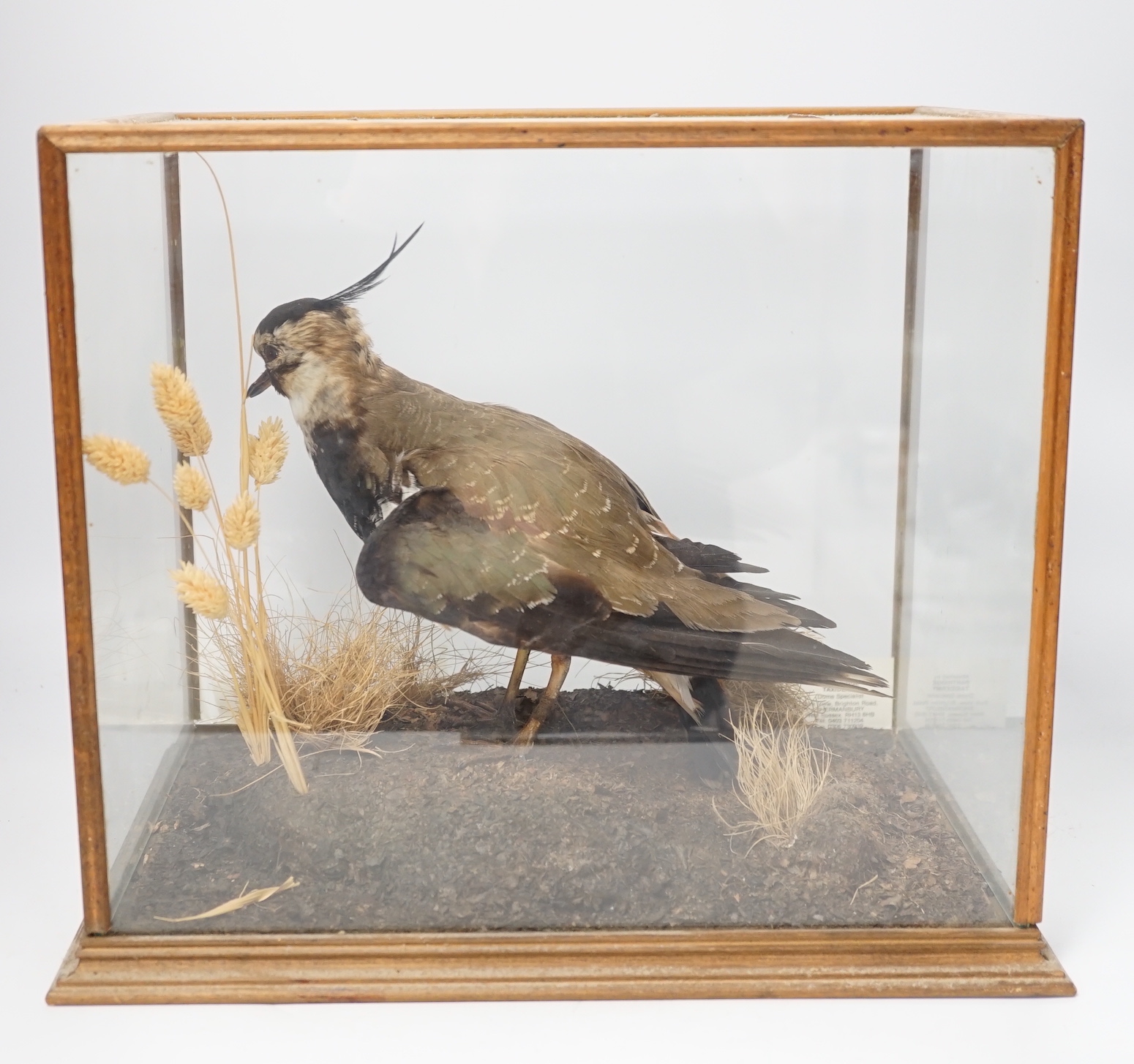 A taxidermy cased lapwing, case 34 x 30 x 24cm